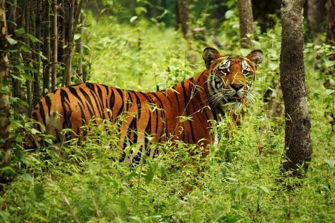 3-Day Chitwan Jungle Safari Tour from Kathmandu - Money and Value: Is $392 a Good Deal?