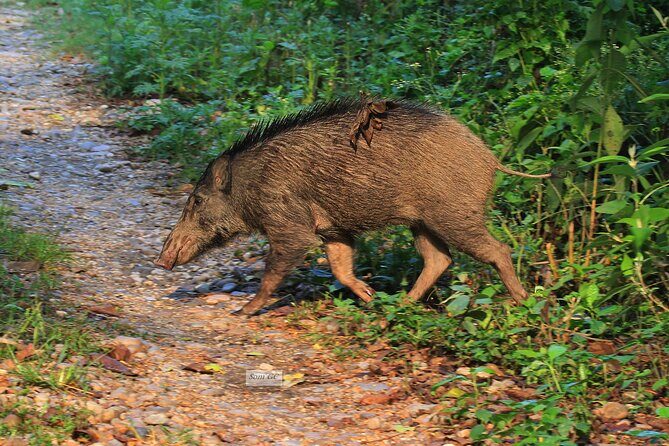 3 Days Jungle Safari in Chitwan National Park - Day 2: Canoe on Rapti River and the Jungle Jeep Safari