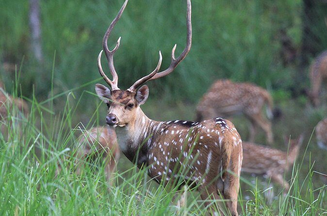 3 Days Jungle Safari in Chitwan National Park - Price and Value: What $172.47 Actually Covers