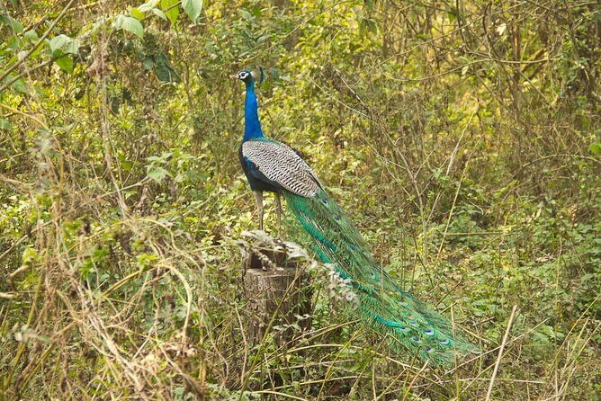 3 Nights 4 Days Chitwan National Park with Tower Night Stay - The Tharu culture program: a meaningful add-on