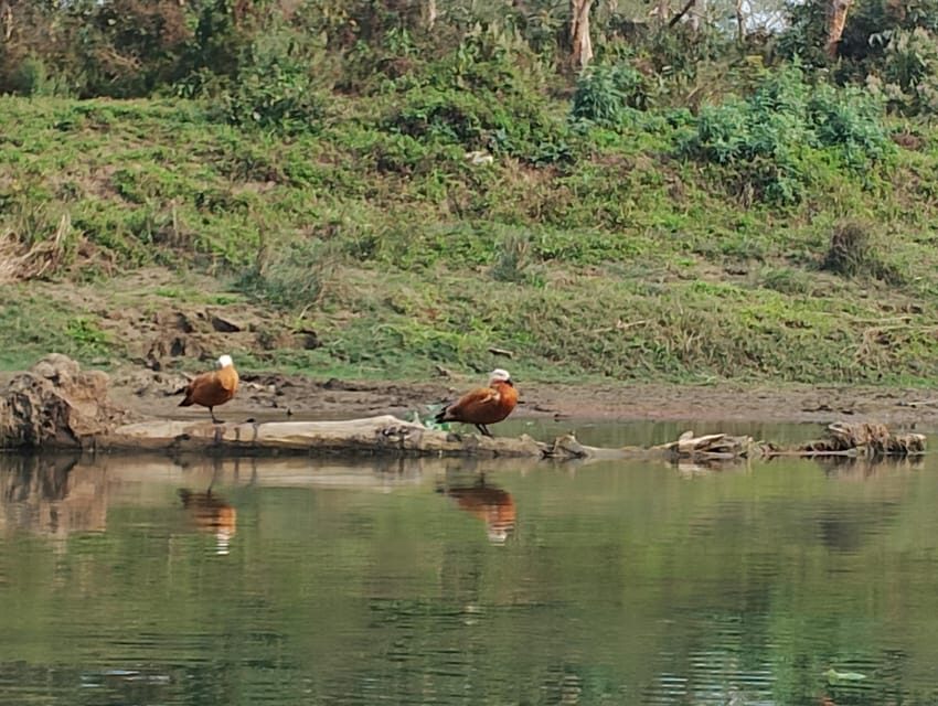 3 Nights 4 Days Chitwan National Park with Tower Night Stay - Food, comfort, and the pool break that people actually appreciate