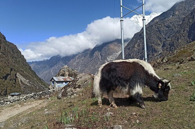 7 Days Langtang Valley Trek from Kathmandu - Why Langtang Feels Easier to Start Than Other Treks