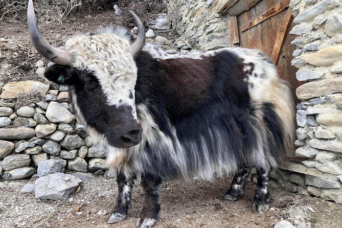 Annapurna Circuit Trek - Ghyaru and Manang: Tibetan-Style Villages and the Best Kind of Pause