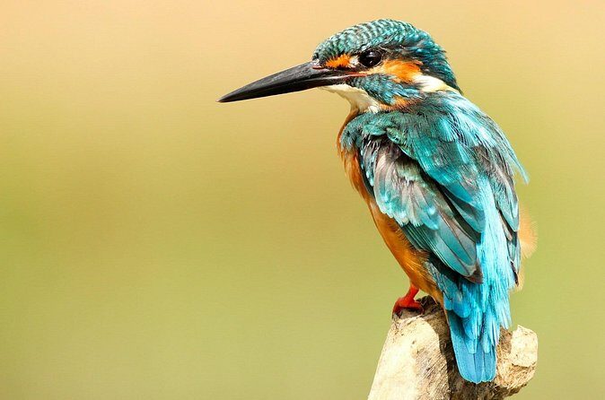 Chitwan Jungle Safari 3-Day Tour - Day 2: Bird watching, canoe time, jungle walk, then the jeep safari