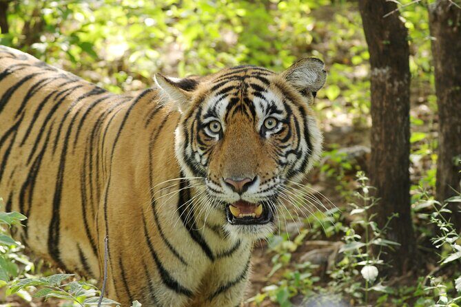 Chitwan National Park Tour - Day 1: the long drive down, then Tharu culture and a first walk