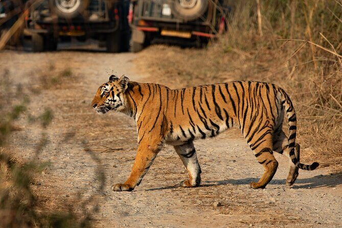 Chitwan National Park Tour - Day 3: morning jungle walk, then back to Kathmandu