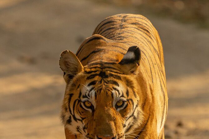 Chitwan National Park Tour - Wildlife reality check: tigers aren’t the plan, they’re the bonus