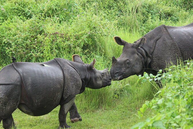 Chitwan National Park Tour - Tharu shows and evening walks: culture that adds context