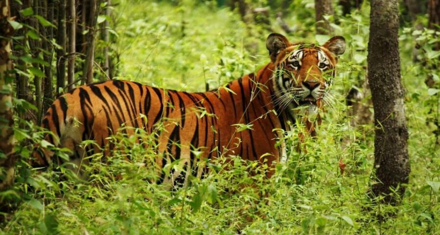 Kathmandu: 4-Day Private Chitwan National Park Safari Tour - Price and value: is $202 per person a smart use of time?