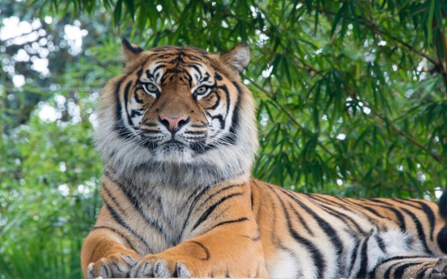 Kathmandu: 4-Day Private Chitwan National Park Safari Tour - Elephant breeding center: conservation you can actually point to