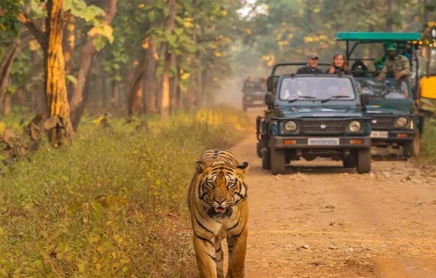 Kathmandu: 4-Day Private Chitwan National Park Safari Tour - Jeep Safari in Chitwan National Park: your main wildlife window